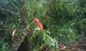 Dampak Hujan Deras, Longsor-Pohon Tumbang Terjadi di Palopo