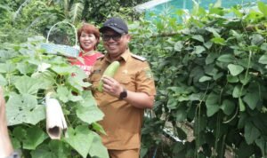 Kadis Pertanian Palopo Dampingi Pj Wali Kota Berkunjung ke KWT, Panen Sayur dan Bagi Bibit Cabai
