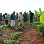 Empat Bulan Lagi Pisang Cavendish di Mare Akan Dipanen