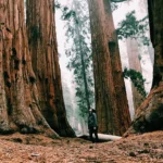 Ancaman Terhadap Hutan Lindung dan Upaya Pelestariannya
