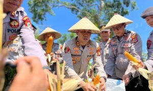 Polsek Bone-bone Panen Jagung di Tengah Misi Ketahanan Pangan