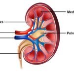5 Manfaat Melakukan Pemeriksaan Ginjal