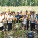 Bupati Luwu Panen Jagung Bersama Petani di Desa Binturu